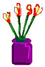 Crocus