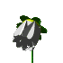 White Flower
